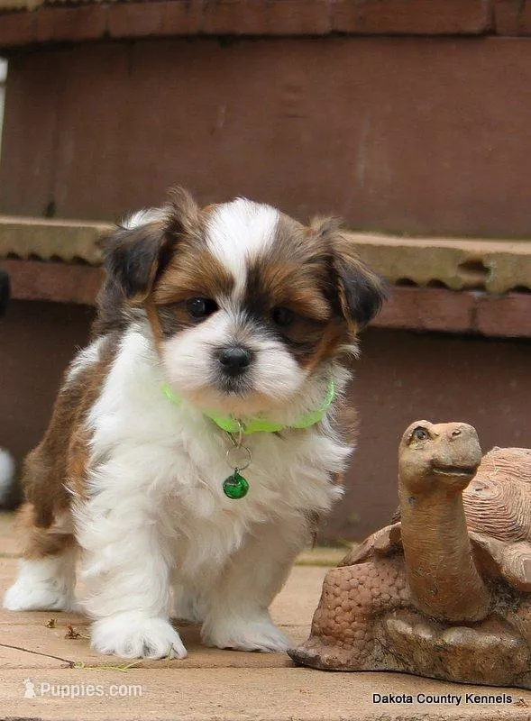 Gavvy – Shorkie puppy for sale in Jefferson, SD