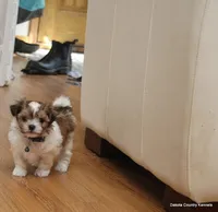 Snickers, a male Shorkie for sale in Jefferson, SD – Photo 3 of 10