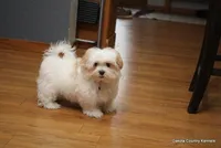 Tucker, a male Morkie for sale in Jefferson, SD – Photo 5 of 10