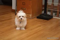 Tucker, a male Morkie for sale in Jefferson, SD – Photo 9 of 10