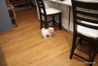 Tucker, a male Morkie for sale in Jefferson, SD – Photo 2 of 10