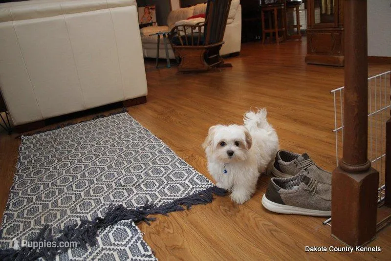 Tucker – Morkie puppy for sale in Jefferson, SD