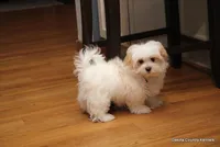 Tucker, a male Morkie for sale in Jefferson, SD – Photo 3 of 10