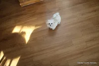 Archie, a male Morkie for sale in Jefferson, SD – Photo 2 of 10