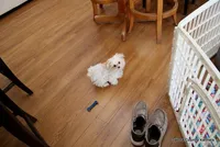 Archie, a male Morkie for sale in Jefferson, SD – Photo 6 of 10