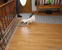 Tucker, a male Morkie for sale in Jefferson, SD – Photo 7 of 10