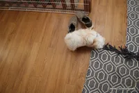 Tucker, a male Morkie for sale in Jefferson, SD – Photo 10 of 10