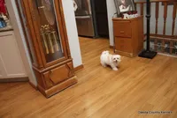 Tucker, a male Morkie for sale in Jefferson, SD – Photo 8 of 10