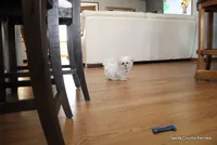 Archie, a male Morkie for sale in Jefferson, SD – Photo 7 of 10