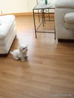 Archie, a male Morkie for sale in Jefferson, SD – Photo 4 of 10