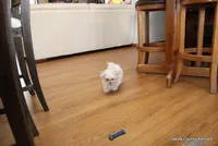 Archie, a male Morkie for sale in Jefferson, SD – Photo 5 of 10