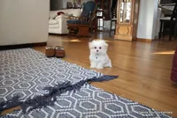 Archie, a male Morkie for sale in Jefferson, SD – Photo 10 of 10