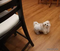 Tucker, a male Morkie for sale in Jefferson, SD – Photo 4 of 10