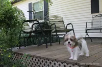 Tiffy, a female Shorkie for sale in Jefferson, SD – 2 of 10