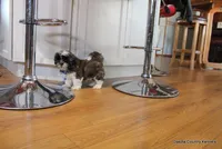 Bandit, a male Mal Shi for sale in Jefferson, SD – Photo 3 of 10