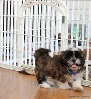 Bandit, a male Mal Shi for sale in Jefferson, SD – Photo 10 of 10