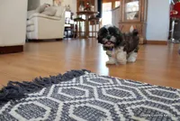 Bandit, a male Mal Shi for sale in Jefferson, SD – Photo 8 of 10