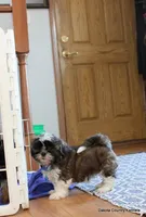 Bandit, a male Mal Shi for sale in Jefferson, SD – Photo 7 of 10