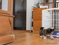 Bandit, a male Mal Shi for sale in Jefferson, SD – Photo 5 of 10