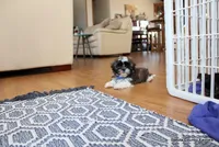 Bandit, a male Mal Shi for sale in Jefferson, SD – Photo 2 of 10