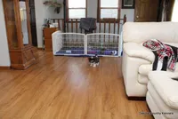 Bandit, a male Mal Shi for sale in Jefferson, SD – Photo 9 of 10