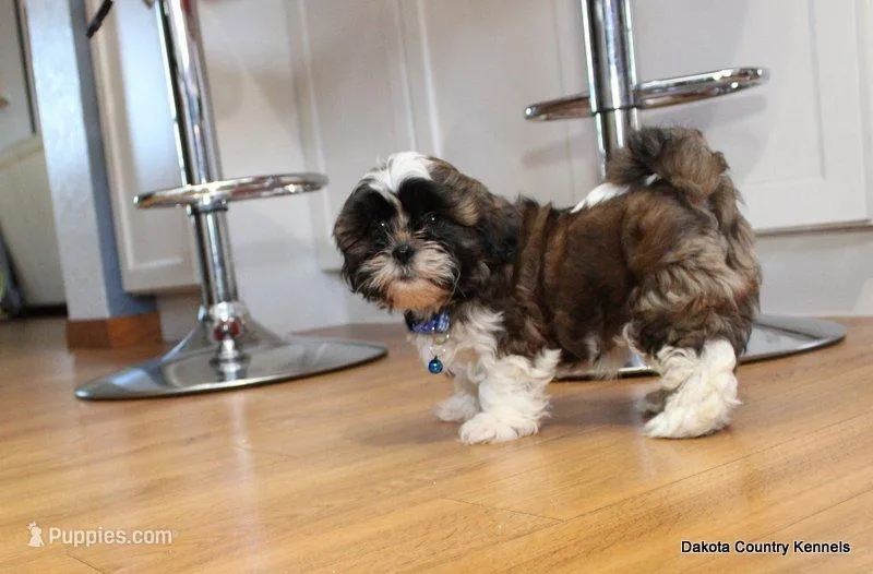 Bandit, a male Mal Shi for sale in Jefferson, SD – Photo 1 of 10