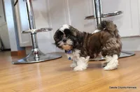 Bandit, a male Mal Shi for sale in Jefferson, SD – Photo 1 of 10