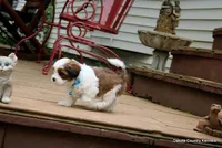Rocko, a male Shorkie for sale in Jefferson, SD – Photo 3 of 10