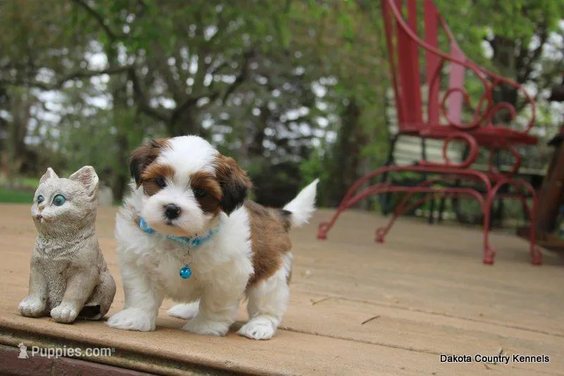 Rocko – Shorkie puppy for sale in Jefferson, SD