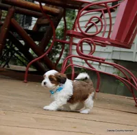 Rocko, a male Shorkie for sale in Jefferson, SD – Photo 7 of 10