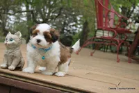 Rocko, a male Shorkie for sale in Jefferson, SD – Photo 4 of 10