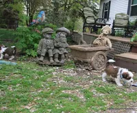 Rocko, a male Shorkie for sale in Jefferson, SD – Photo 10 of 10