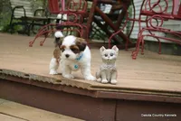 Rocko, a male Shorkie for sale in Jefferson, SD – Photo 2 of 10