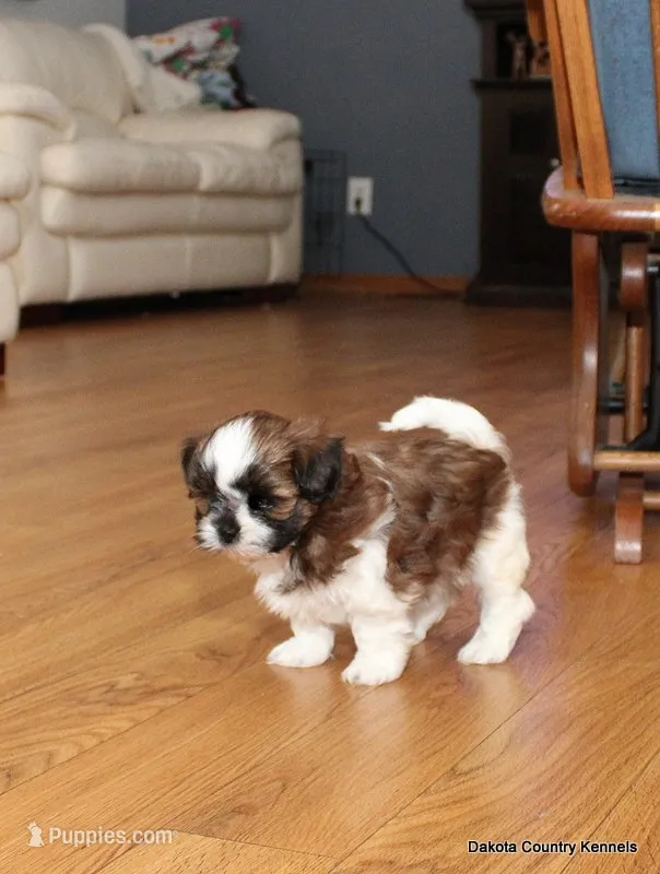 Benni – Mal Shi puppy for sale in Jefferson, SD