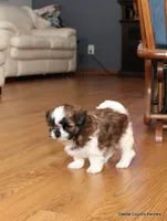 Benni, a male Mal Shi for sale in Jefferson, SD – 1 of 10