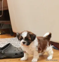Ozzy, a male Mal Shi for sale in Jefferson, SD – 1 of 10