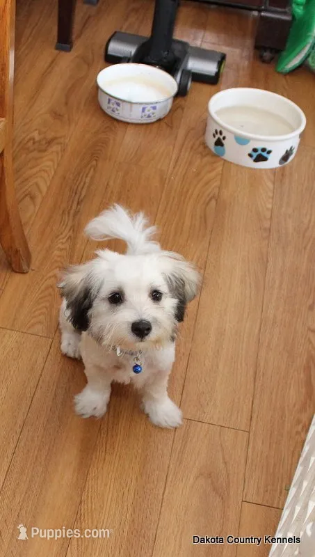 Goose – Shorkie puppy for sale in Jefferson, SD