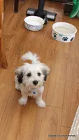 Goose, a male Shorkie for sale in Jefferson, SD – 1 of 10