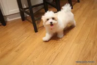 Starry, a female Shorkie for sale in Jefferson, SD – 4 of 10