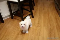 Starry, a female Shorkie for sale in Jefferson, SD – 3 of 10