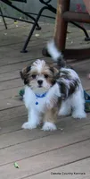 Bernie, a male Shorkie for sale in Jefferson, SD – 10 of 10