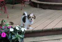 Bernie, a male Shorkie for sale in Jefferson, SD – 5 of 10