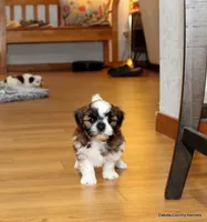 Benni, a male Mal Shi for sale in Jefferson, SD – 7 of 10