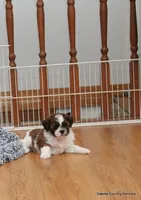 Ozzy, a male Mal Shi for sale in Jefferson, SD – 4 of 10