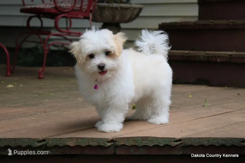 Starry – Shorkie puppy for sale in Jefferson, SD