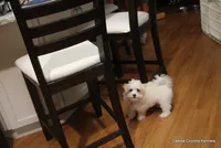 Starry, a female Shorkie for sale in Jefferson, SD – 6 of 10