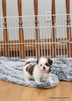 Bella, a female Mal Shi for sale in Jefferson, SD – 4 of 10