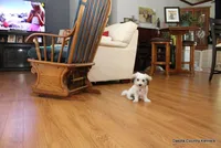 Goose, a male Shorkie for sale in Jefferson, SD – 3 of 10