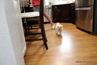 Starry, a female Shorkie for sale in Jefferson, SD – 2 of 10