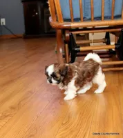 Benni, a male Mal Shi for sale in Jefferson, SD – 2 of 10